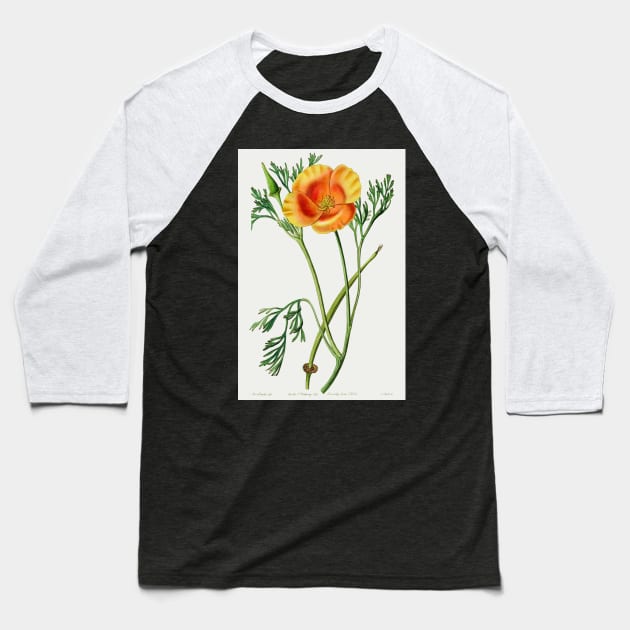 California poppy - Botanical Illustration Baseball T-Shirt by chimakingthings